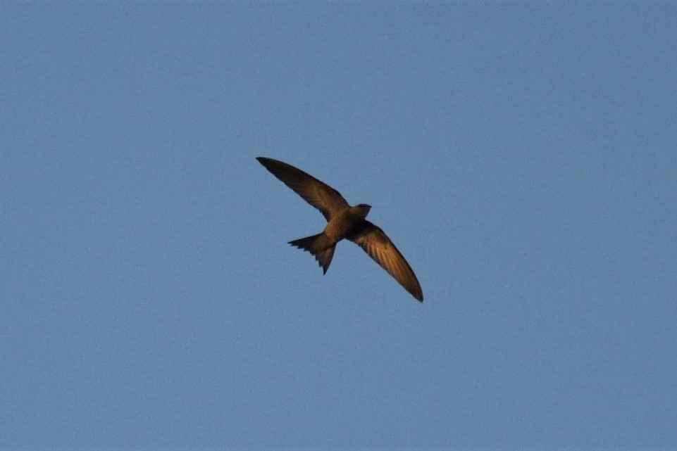 Common Swift